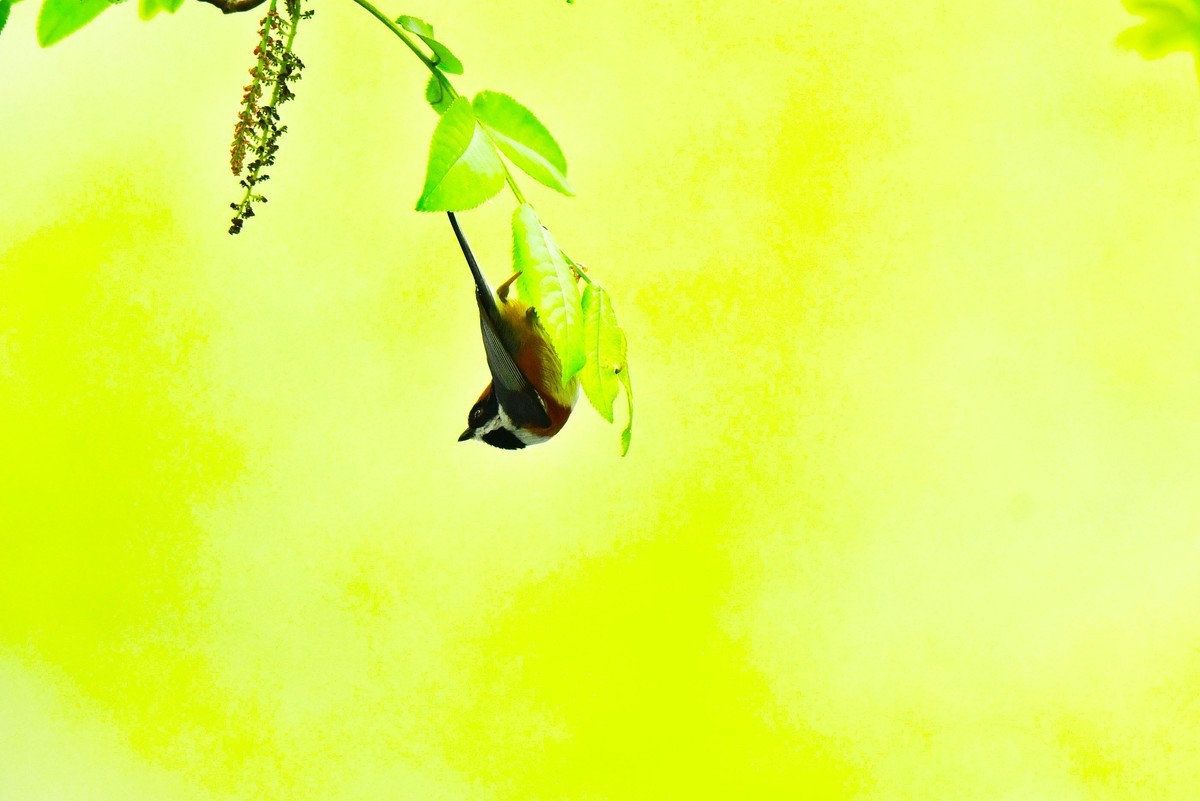 长尾山雀的午餐