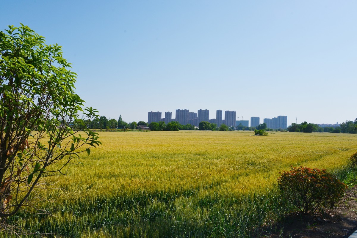 三湖一坝生态湿地公园