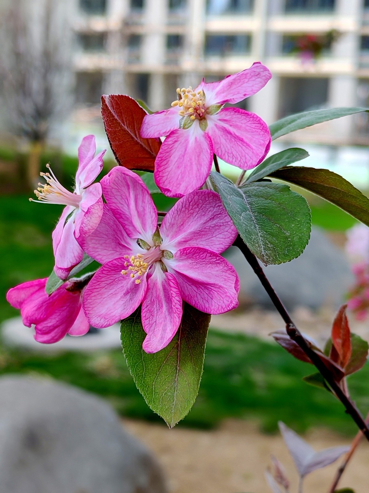 春天的中江公园