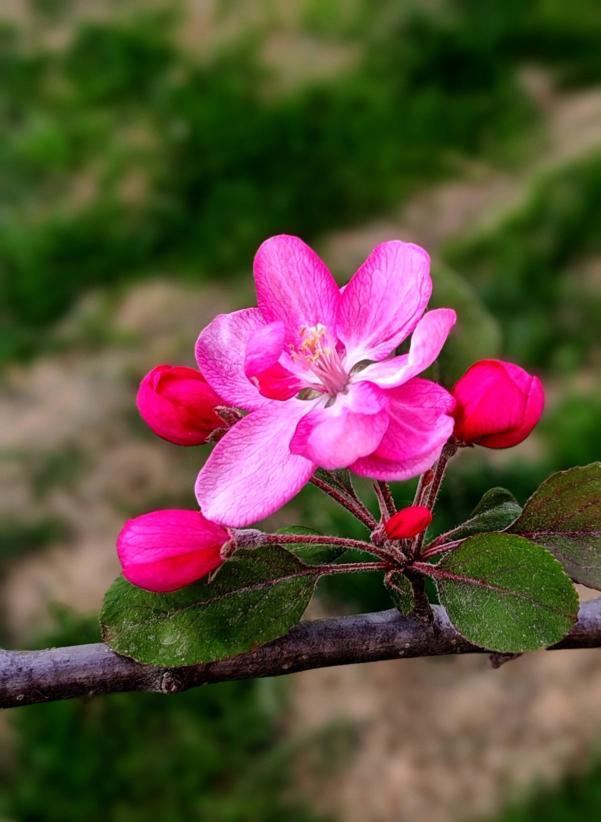 春天的中江公园