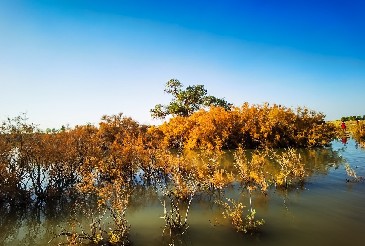 酒泉弱水胡扬林掠影