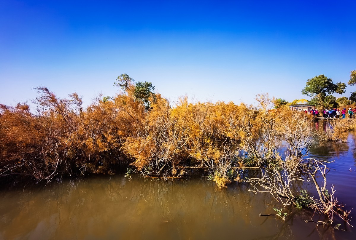 酒泉弱水胡扬林掠影