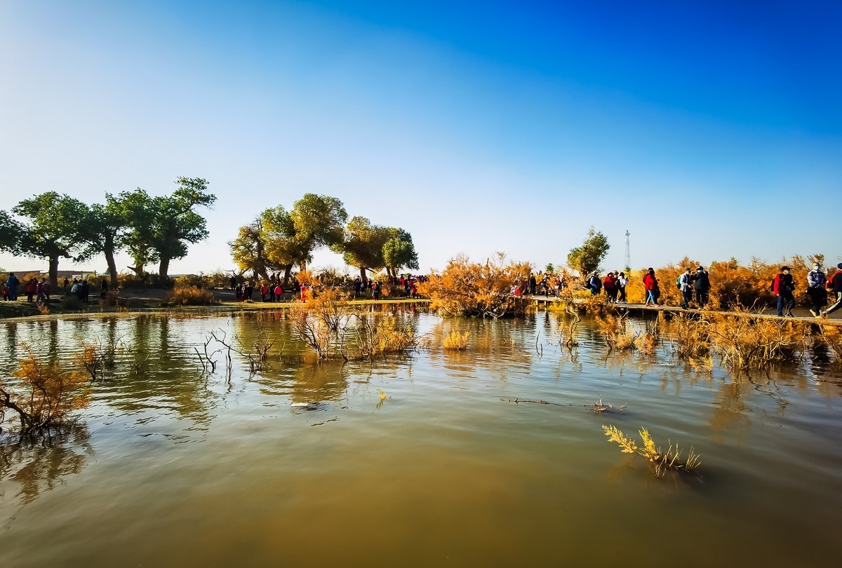 酒泉弱水胡扬林掠影