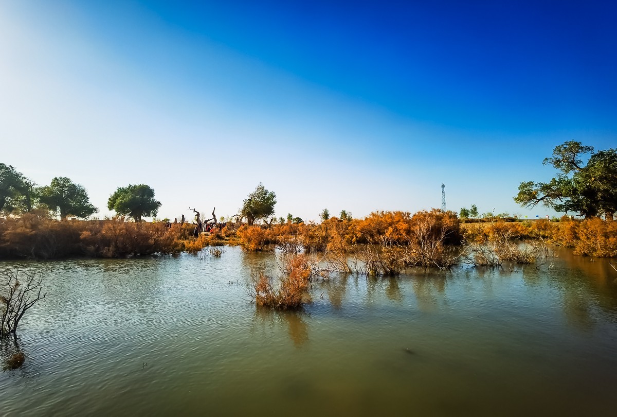 酒泉弱水胡扬林掠影
