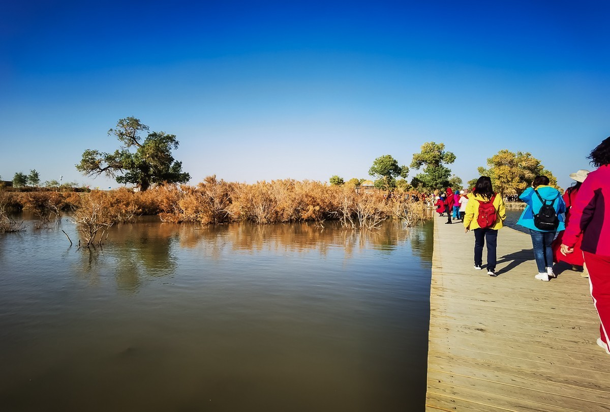 酒泉弱水胡扬林掠影