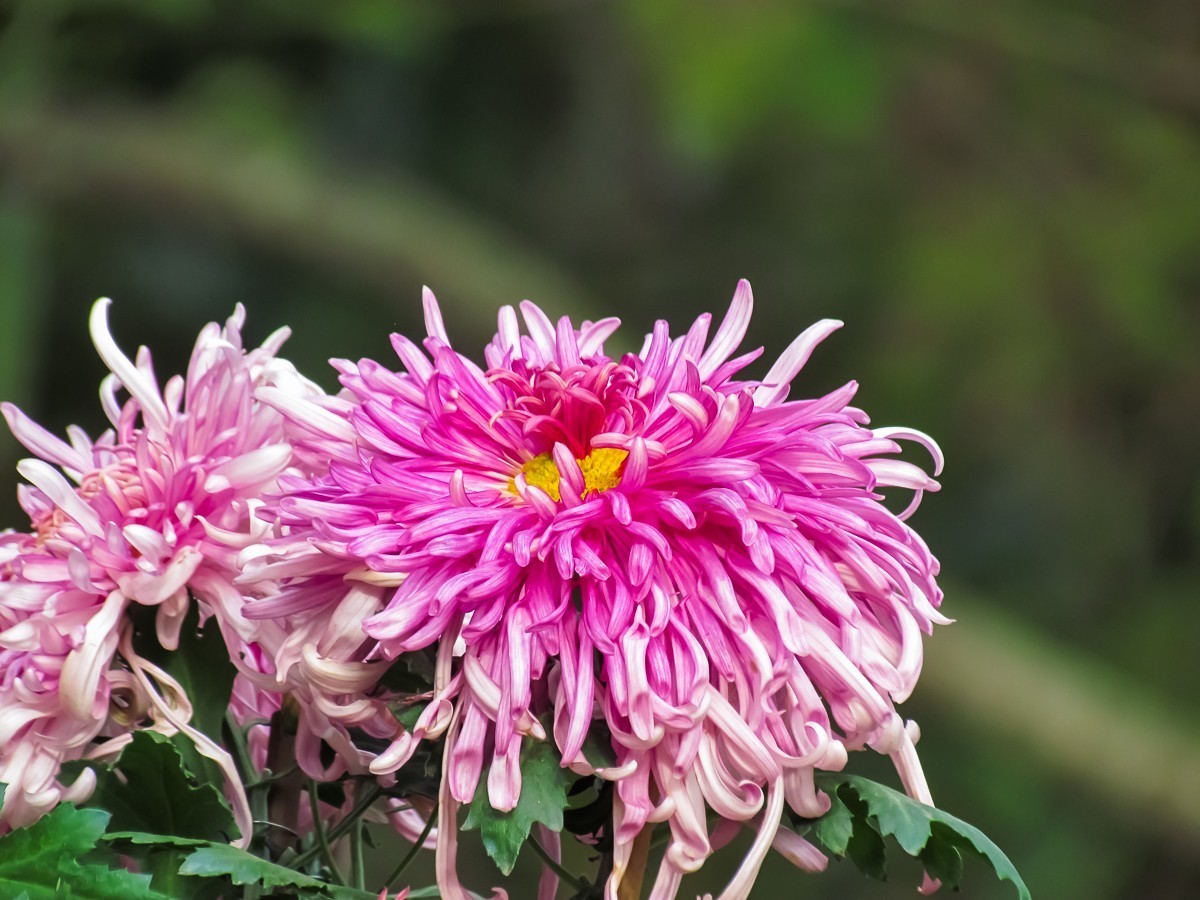 菊花