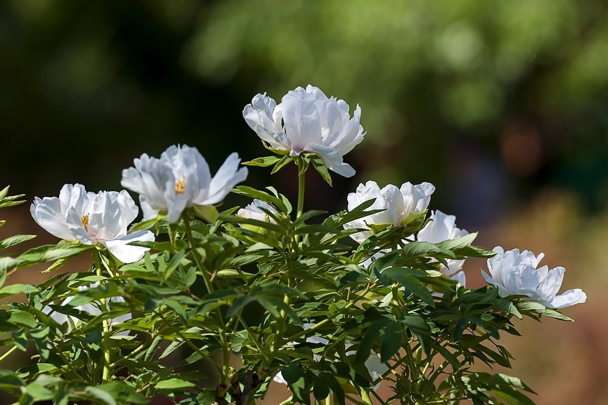 花开富贵-泉城公园12