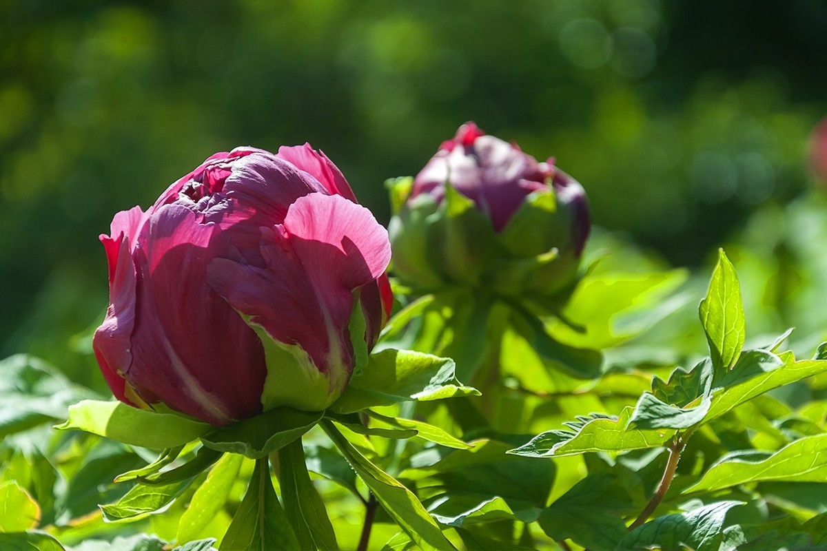 花开富贵-泉城公园12