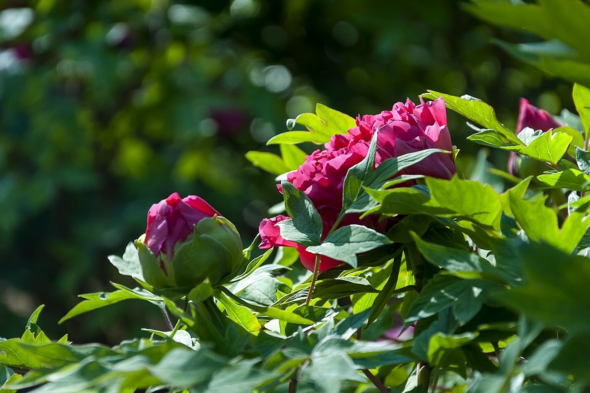 花开富贵-泉城公园12