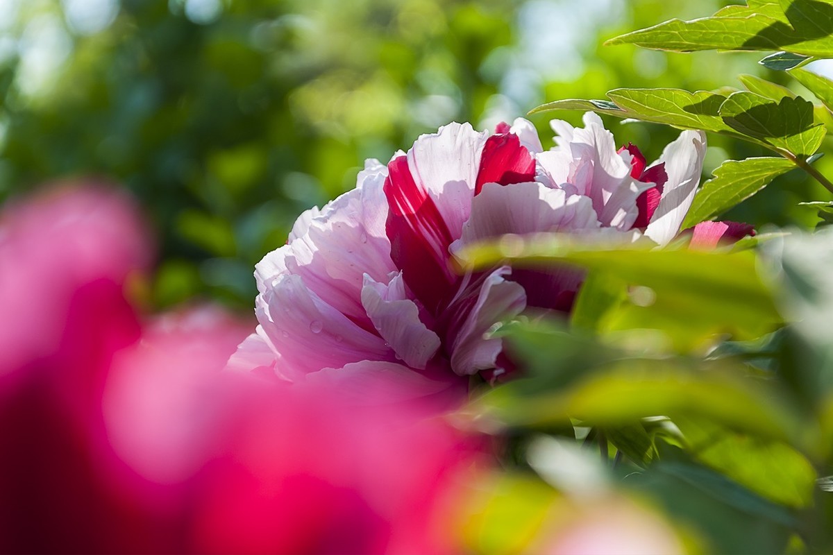 花开富贵-泉城公园12