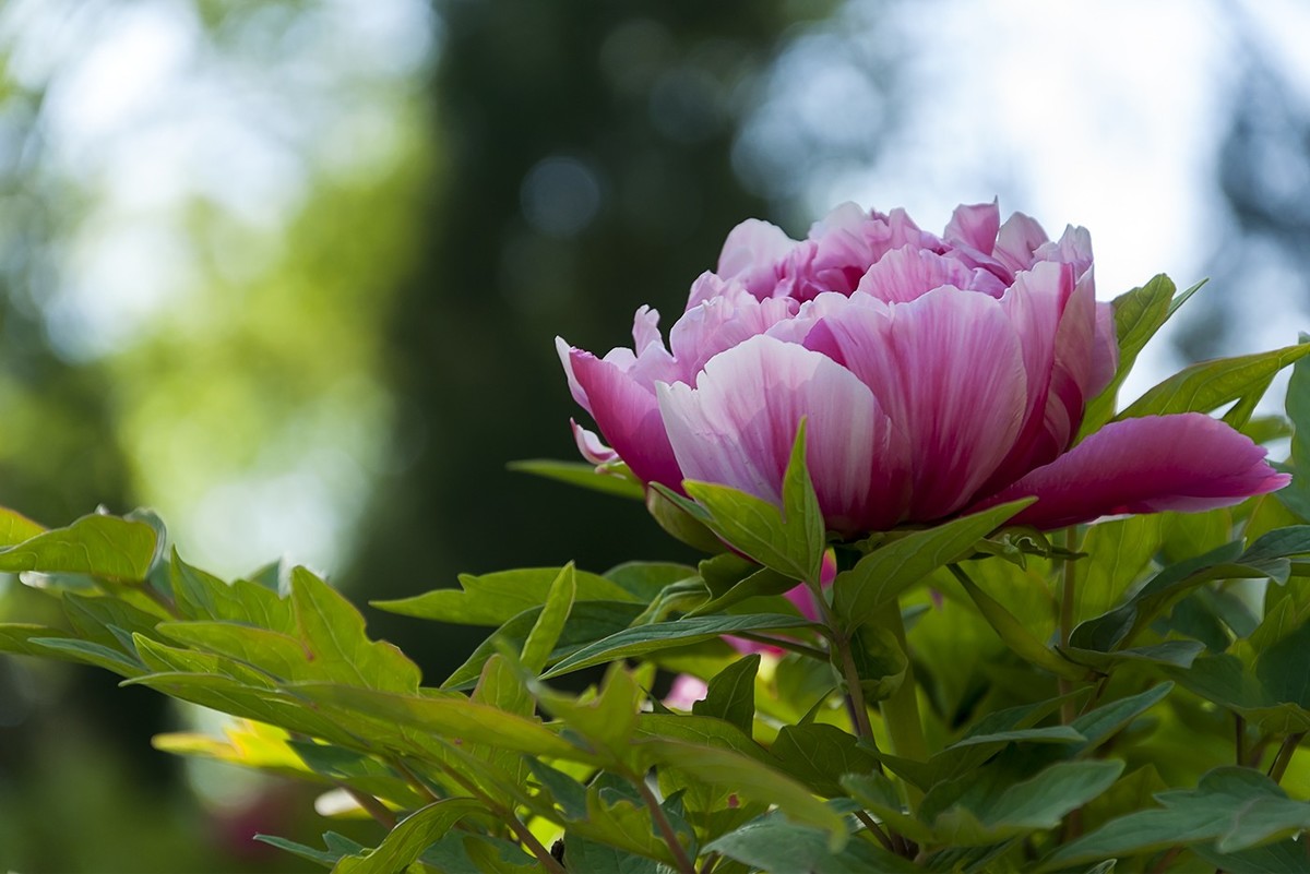 花开富贵-泉城公园12