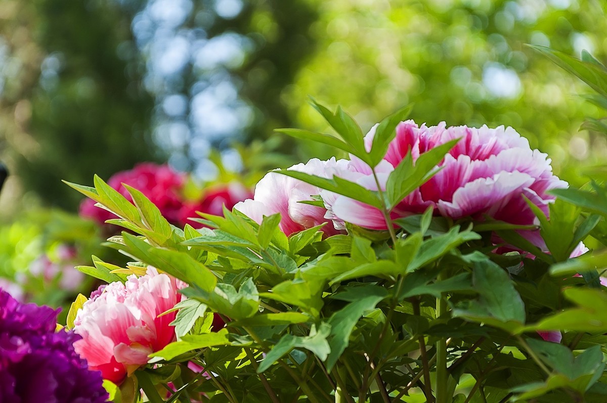 花开富贵-泉城公园12