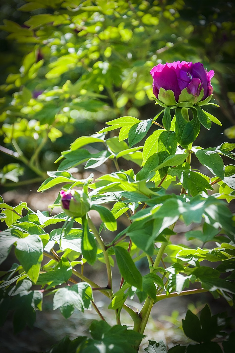 花开富贵-泉城公园12