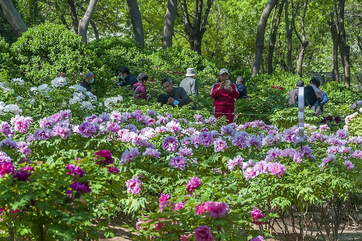 花开富贵-泉城公园12