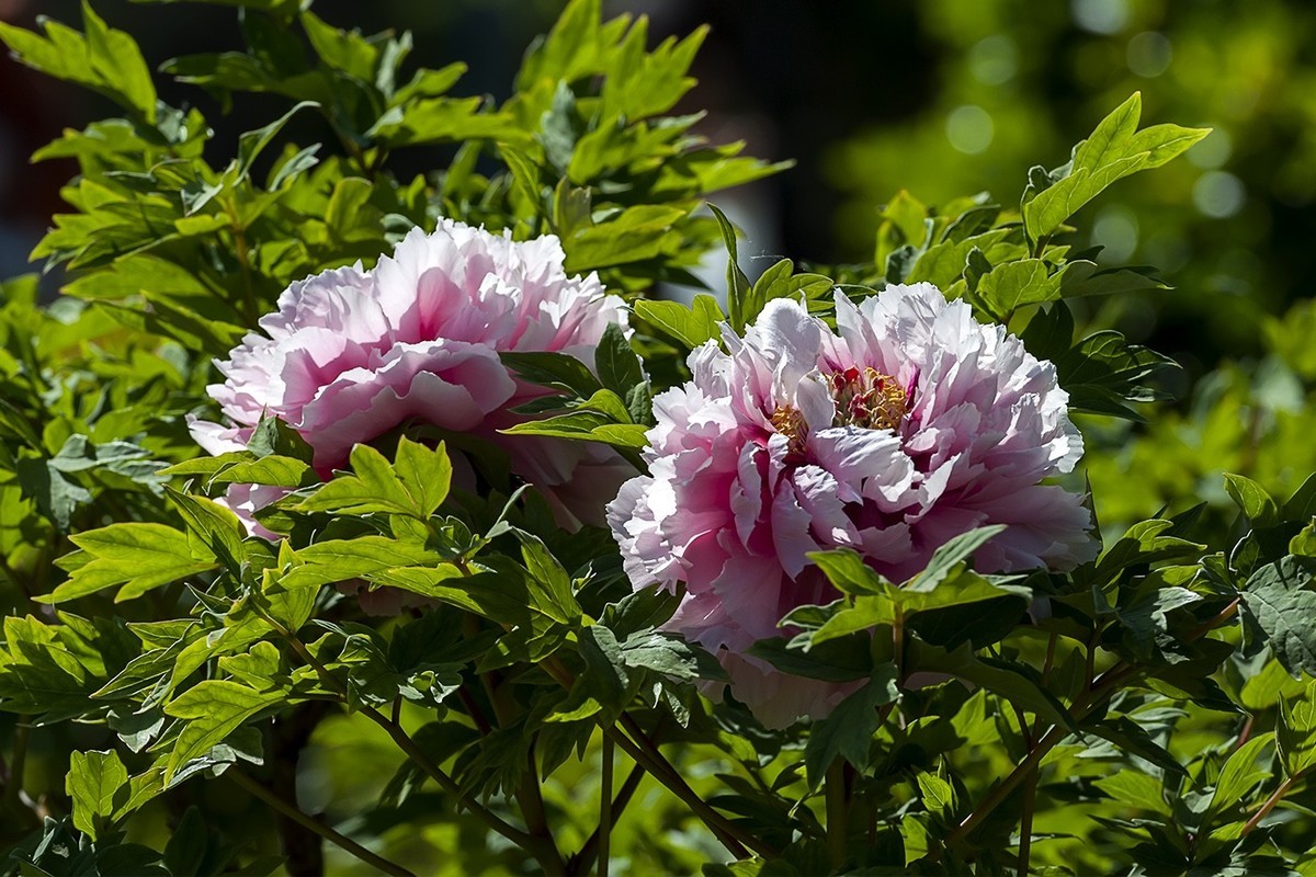 花开富贵-泉城公园12