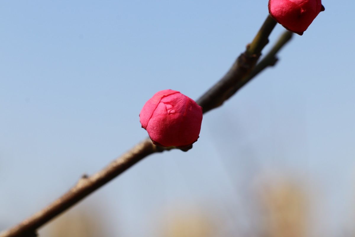 天蓝梅花香（二）
