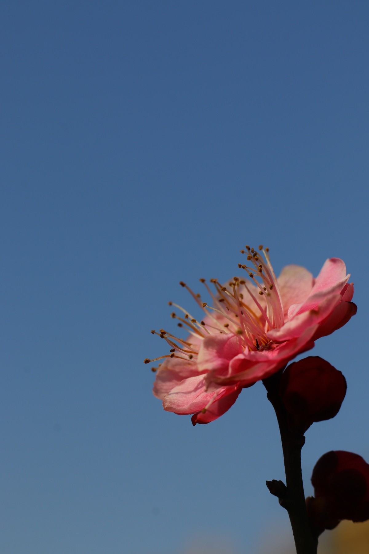 天蓝梅花香（二）