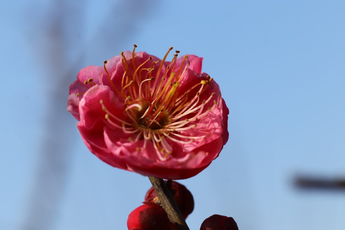 天蓝梅花香（二）