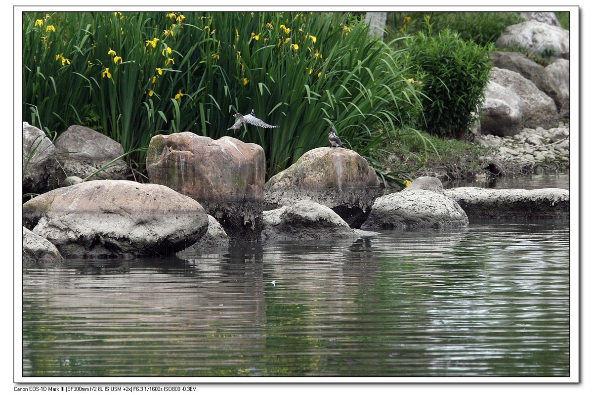 来一组完整的冠鱼狗喂鱼的片片（今天刚拍的）
