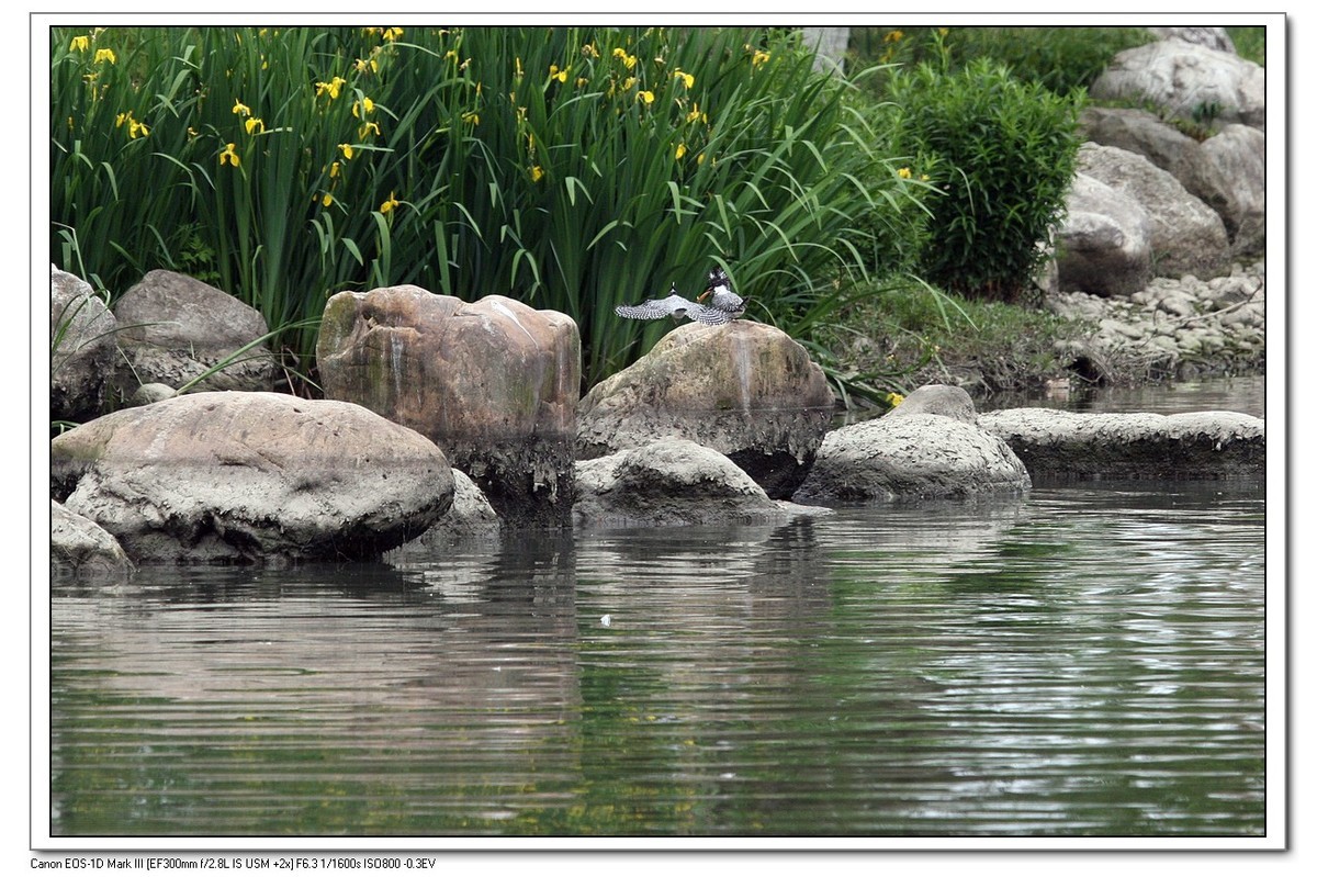 来一组完整的冠鱼狗喂鱼的片片（今天刚拍的）