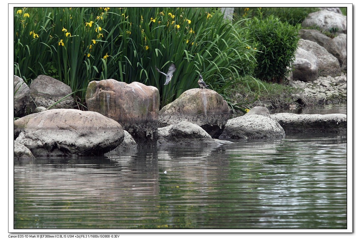来一组完整的冠鱼狗喂鱼的片片（今天刚拍的）