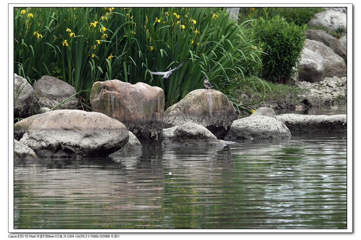 来一组完整的冠鱼狗喂鱼的片片（今天刚拍的）