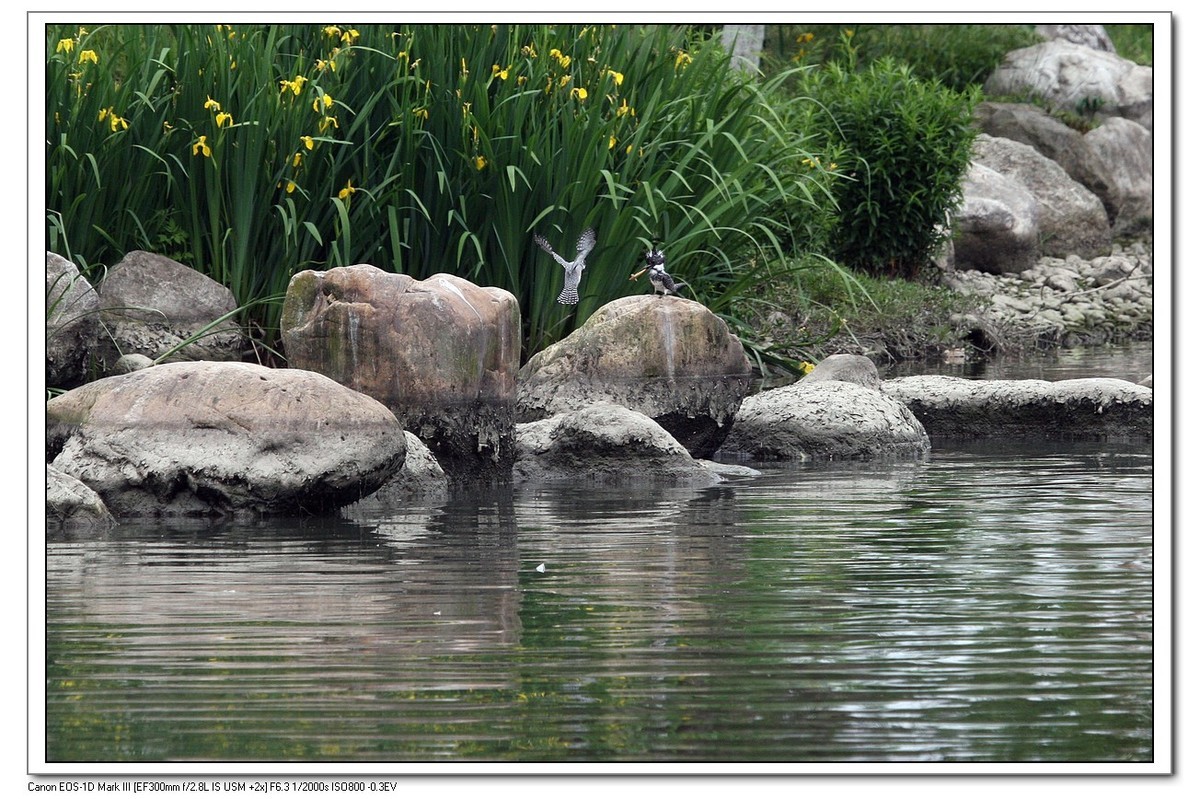 来一组完整的冠鱼狗喂鱼的片片（今天刚拍的）