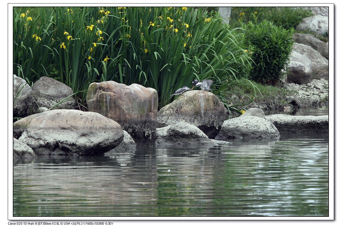 来一组完整的冠鱼狗喂鱼的片片（今天刚拍的）