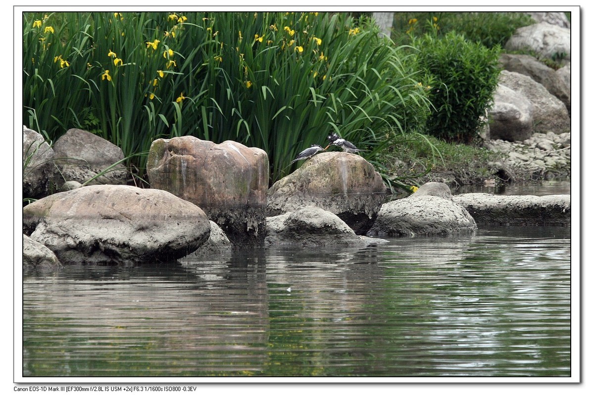 来一组完整的冠鱼狗喂鱼的片片（今天刚拍的）