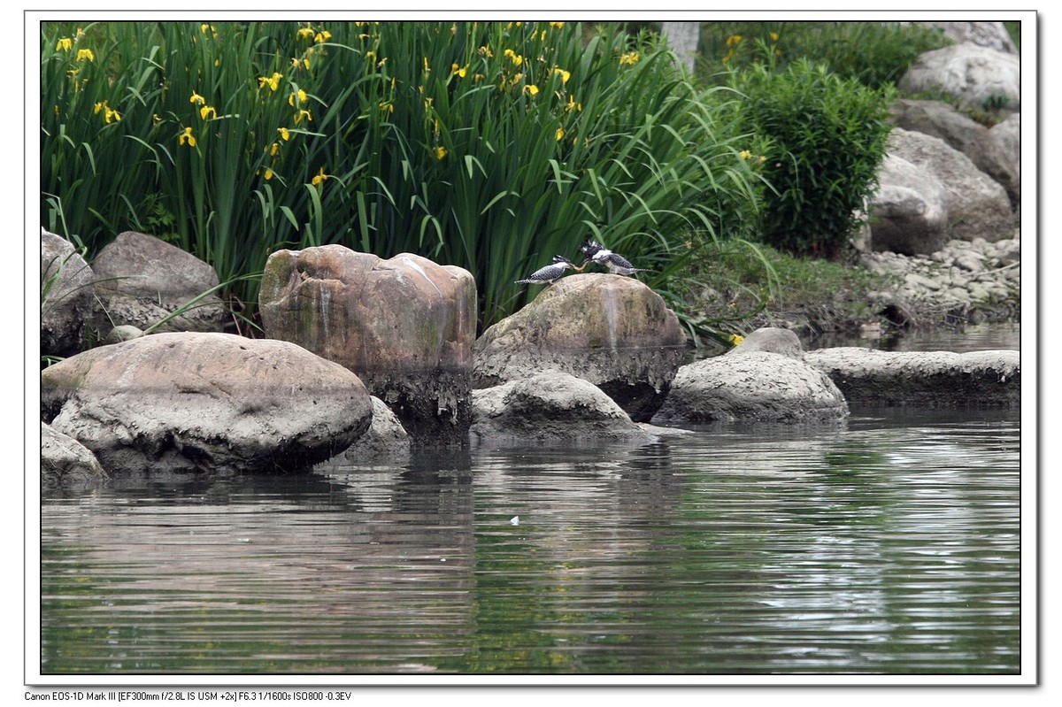 来一组完整的冠鱼狗喂鱼的片片（今天刚拍的）
