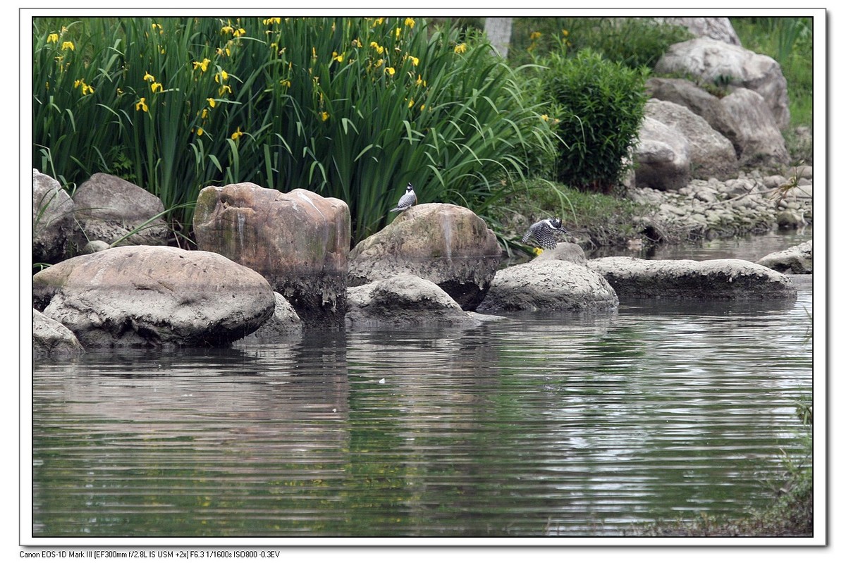 来一组完整的冠鱼狗喂鱼的片片（今天刚拍的）