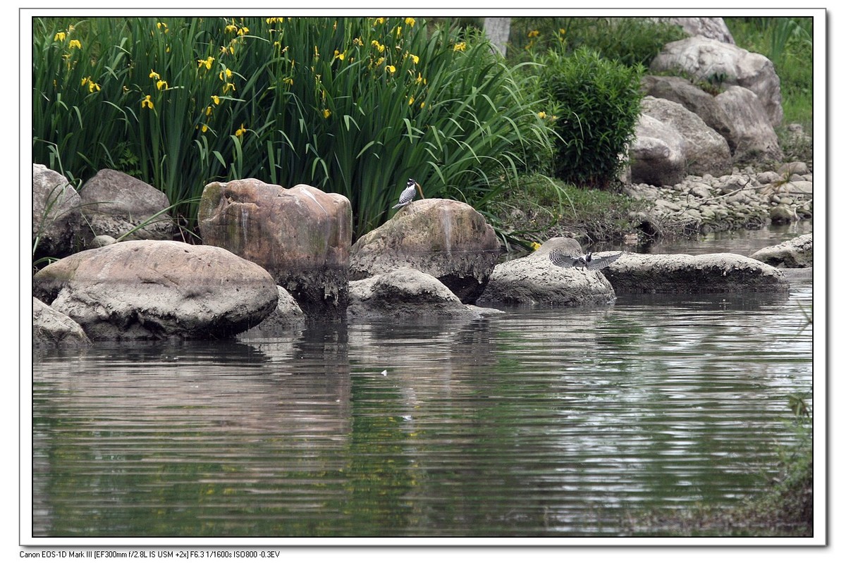 来一组完整的冠鱼狗喂鱼的片片（今天刚拍的）