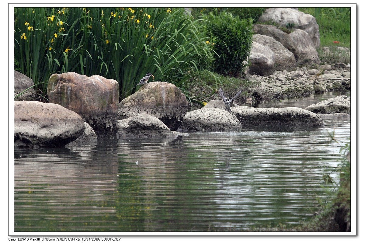 来一组完整的冠鱼狗喂鱼的片片（今天刚拍的）