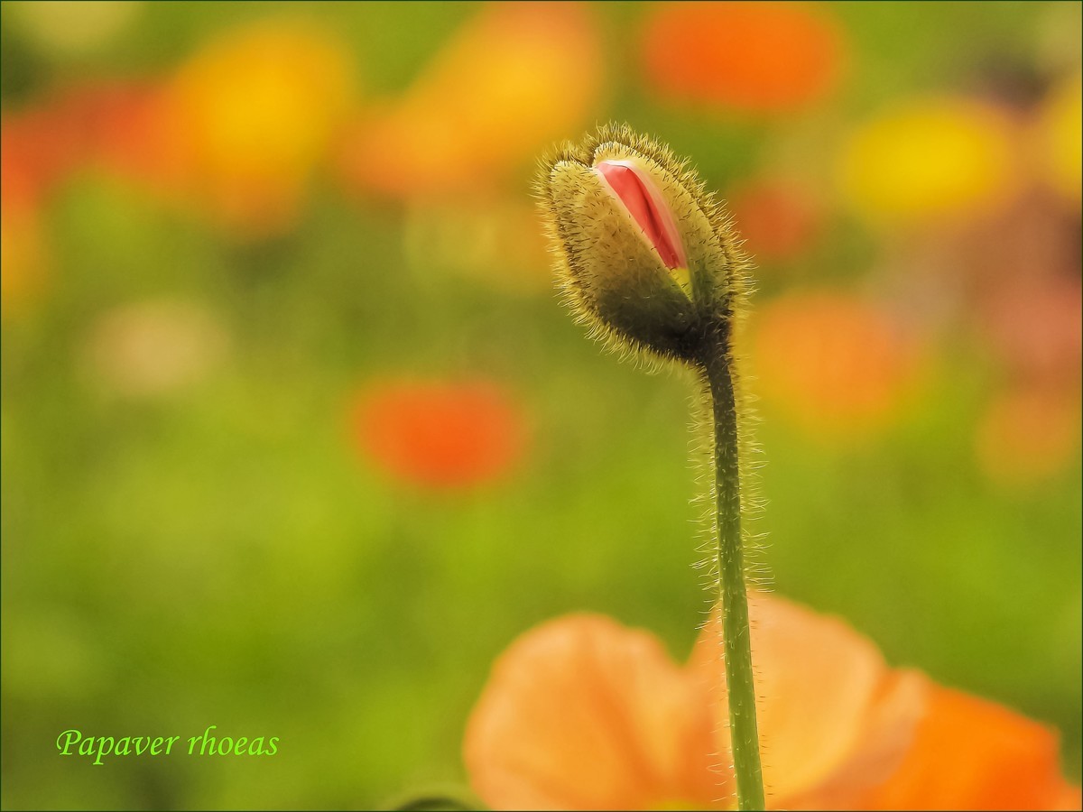 立春盛开虞美人