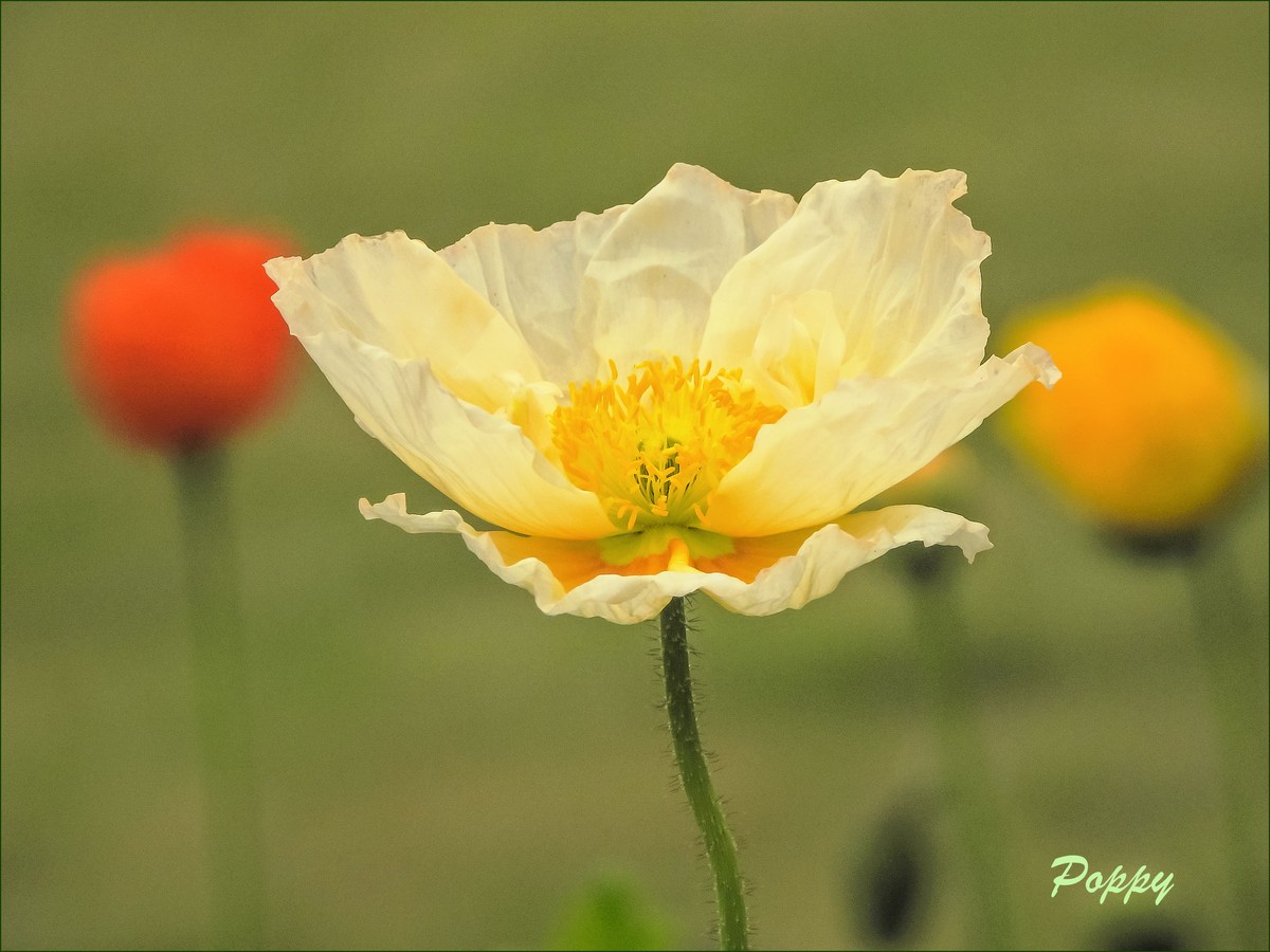 立春盛开虞美人