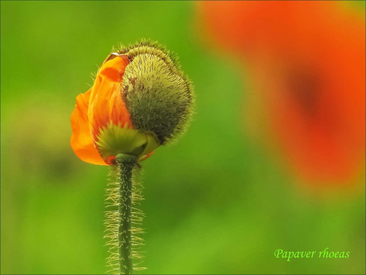 立春盛开虞美人