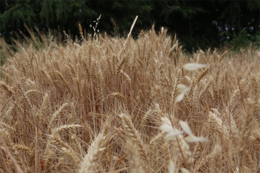 姐妹芳华迎六一我和祖国一起成长