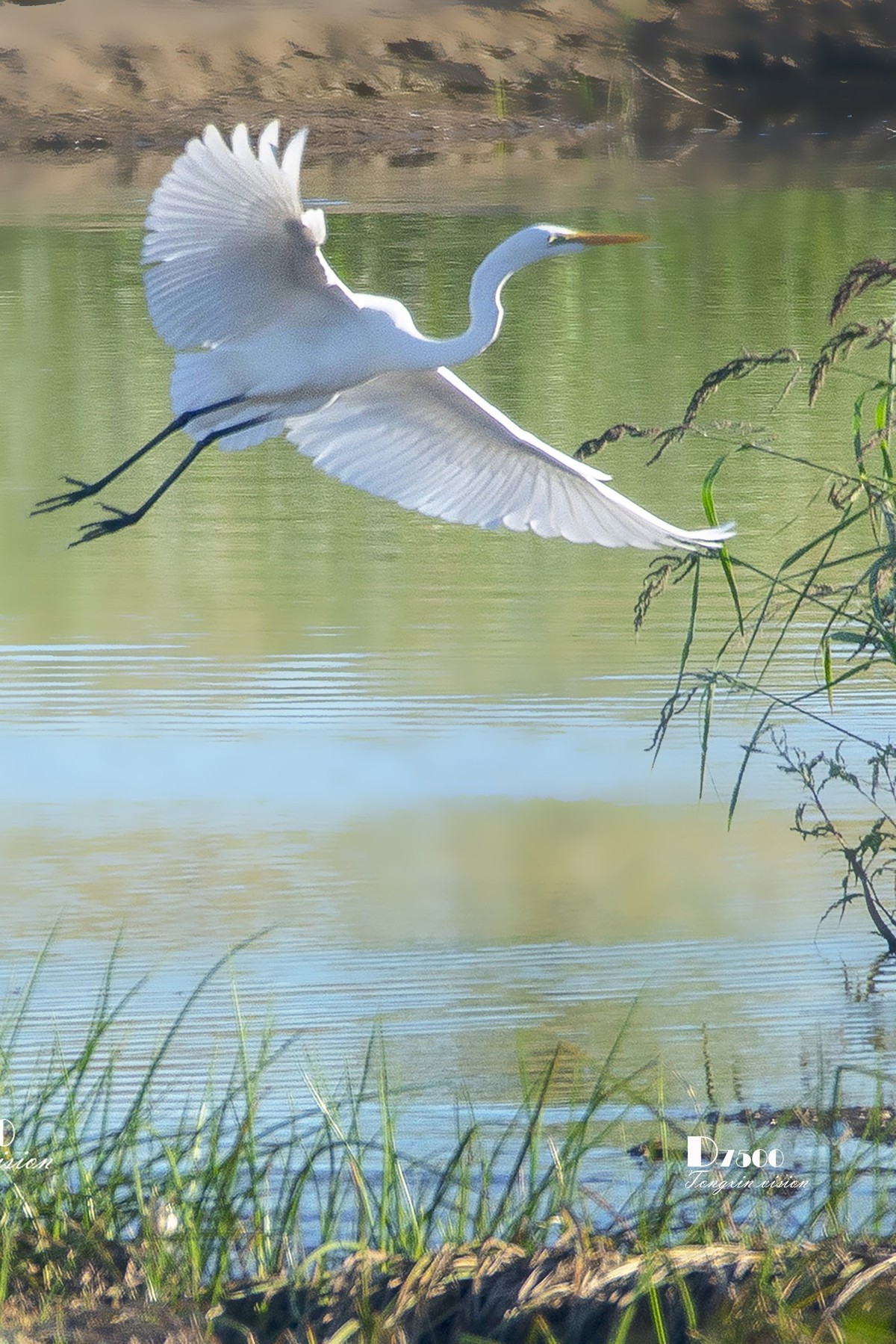 阜新白鹭洲（8）