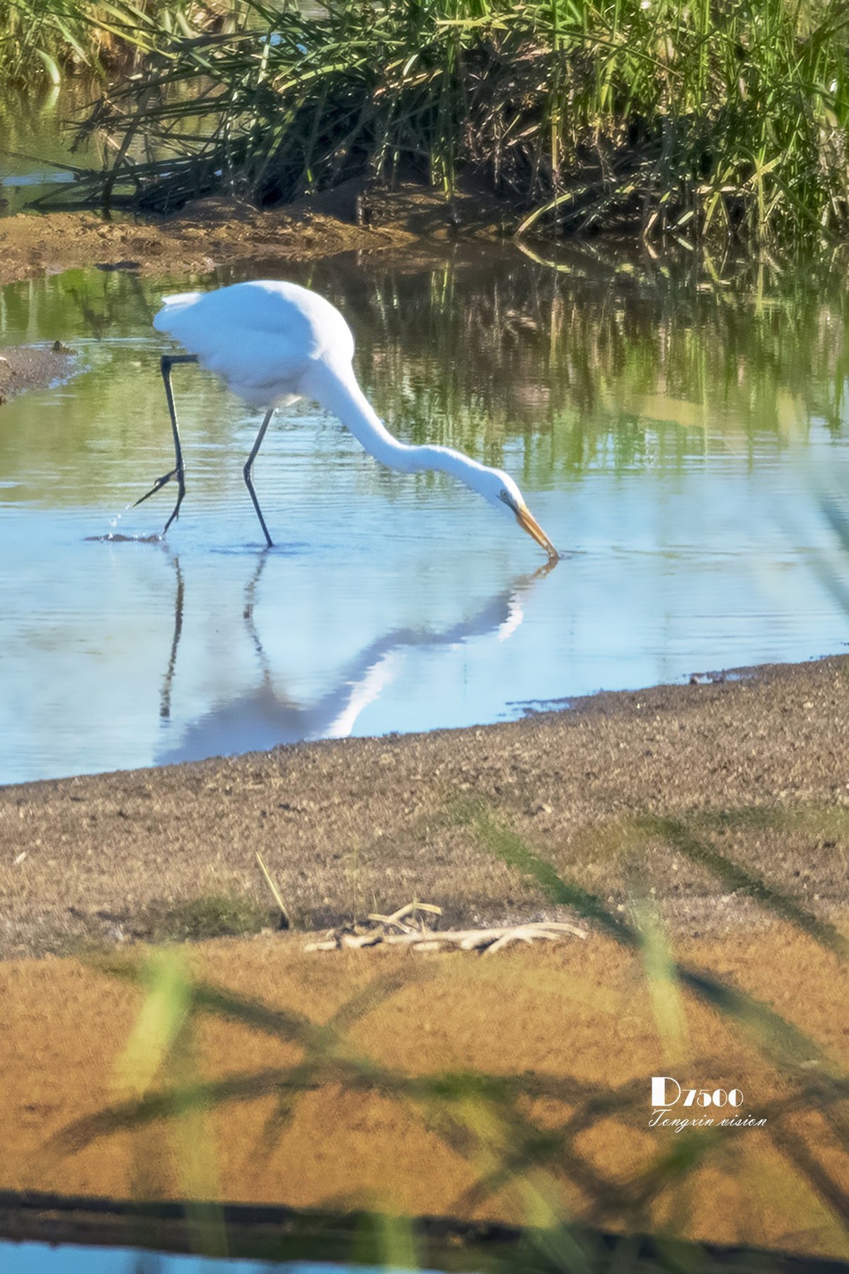 阜新白鹭洲（8）