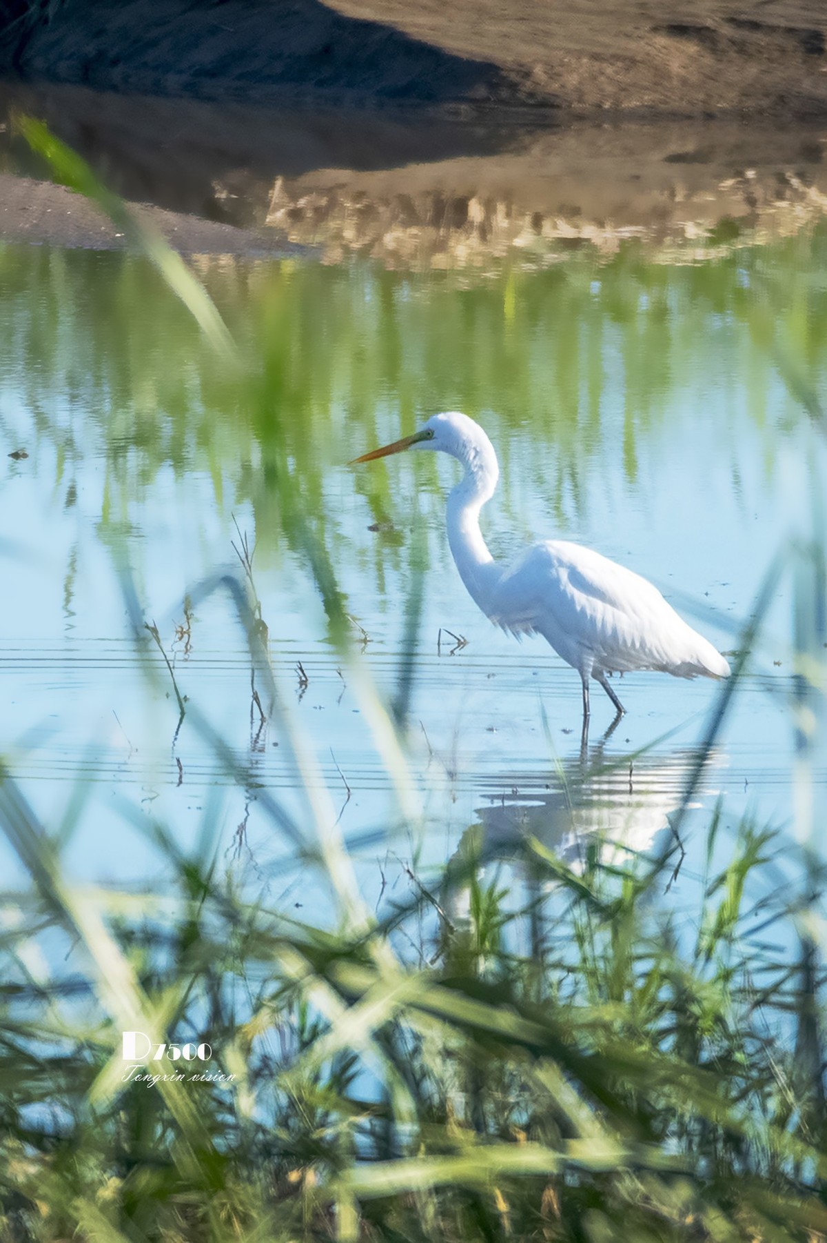 阜新白鹭洲（8）