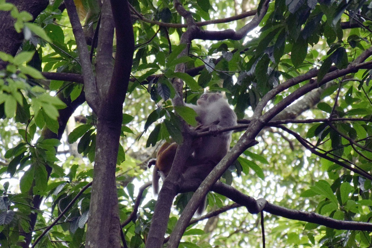 2022夏 湘赣边（67）“三女峰”左“猴子坡”