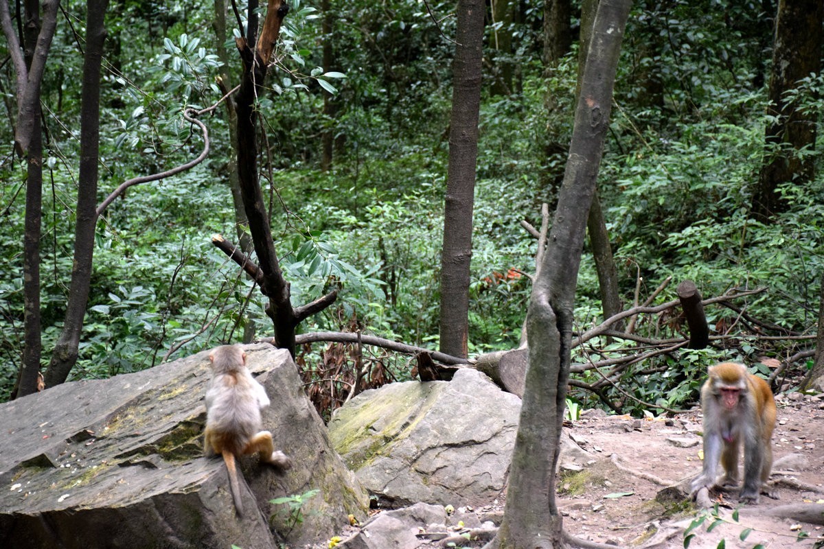 2022夏 湘赣边（67）“三女峰”左“猴子坡”