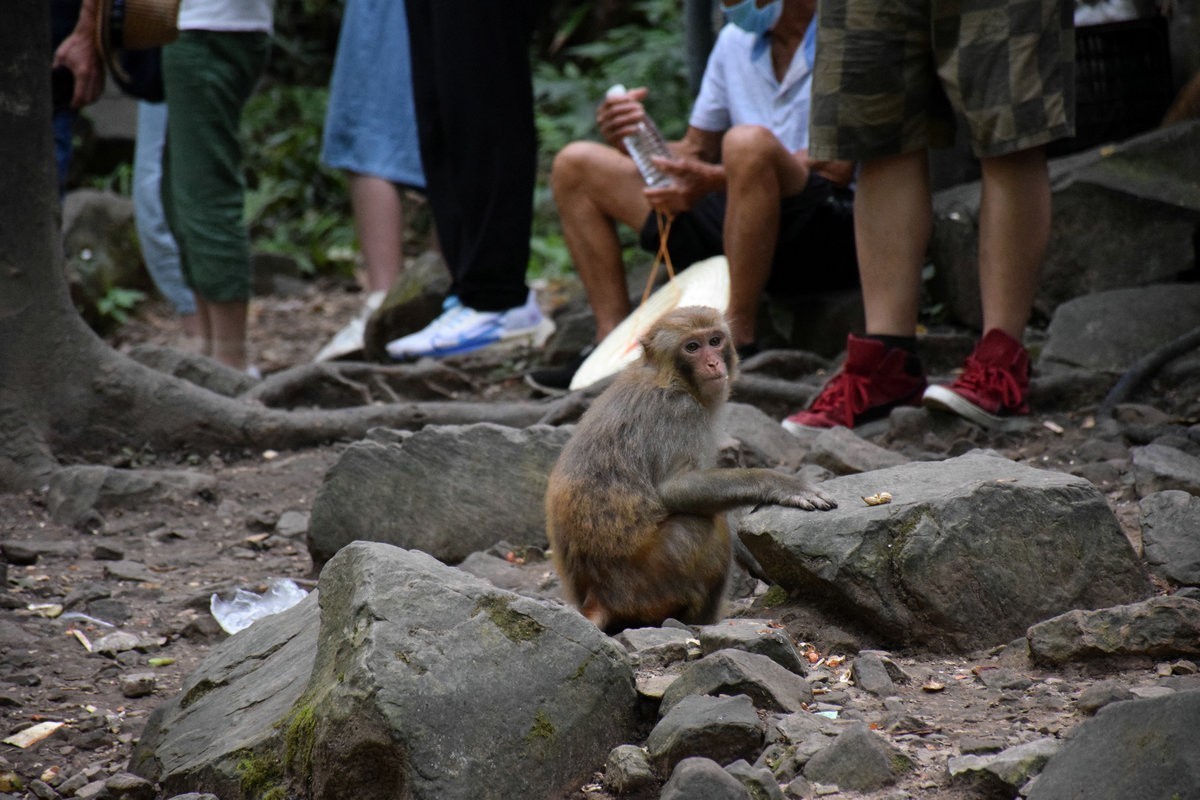 2022夏 湘赣边（67）“三女峰”左“猴子坡”
