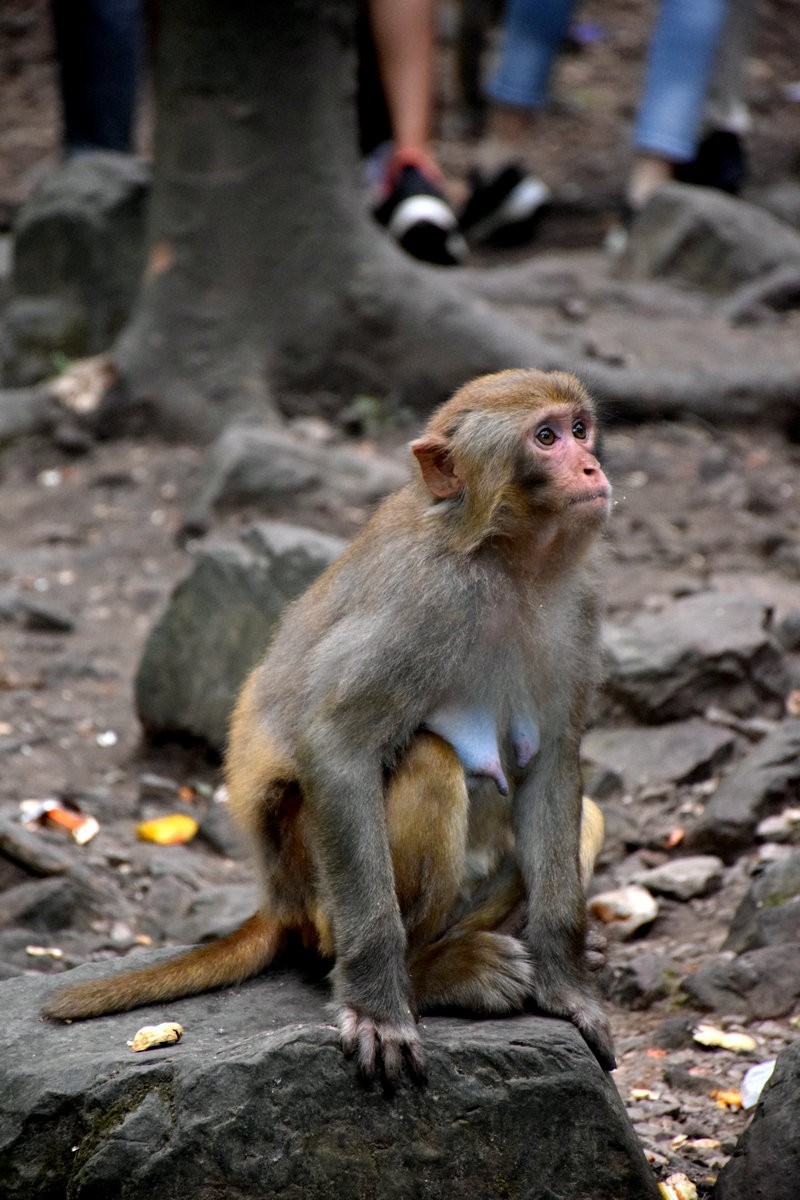 2022夏 湘赣边（67）“三女峰”左“猴子坡”