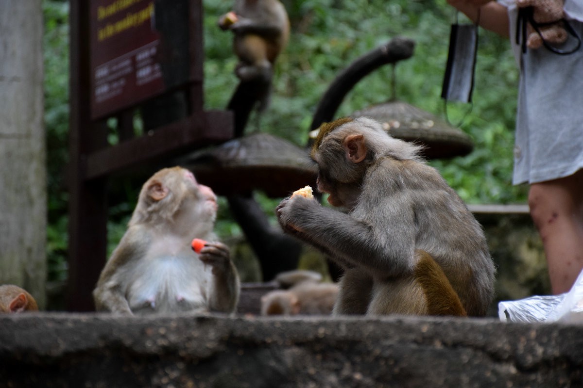 2022夏 湘赣边（67）“三女峰”左“猴子坡”