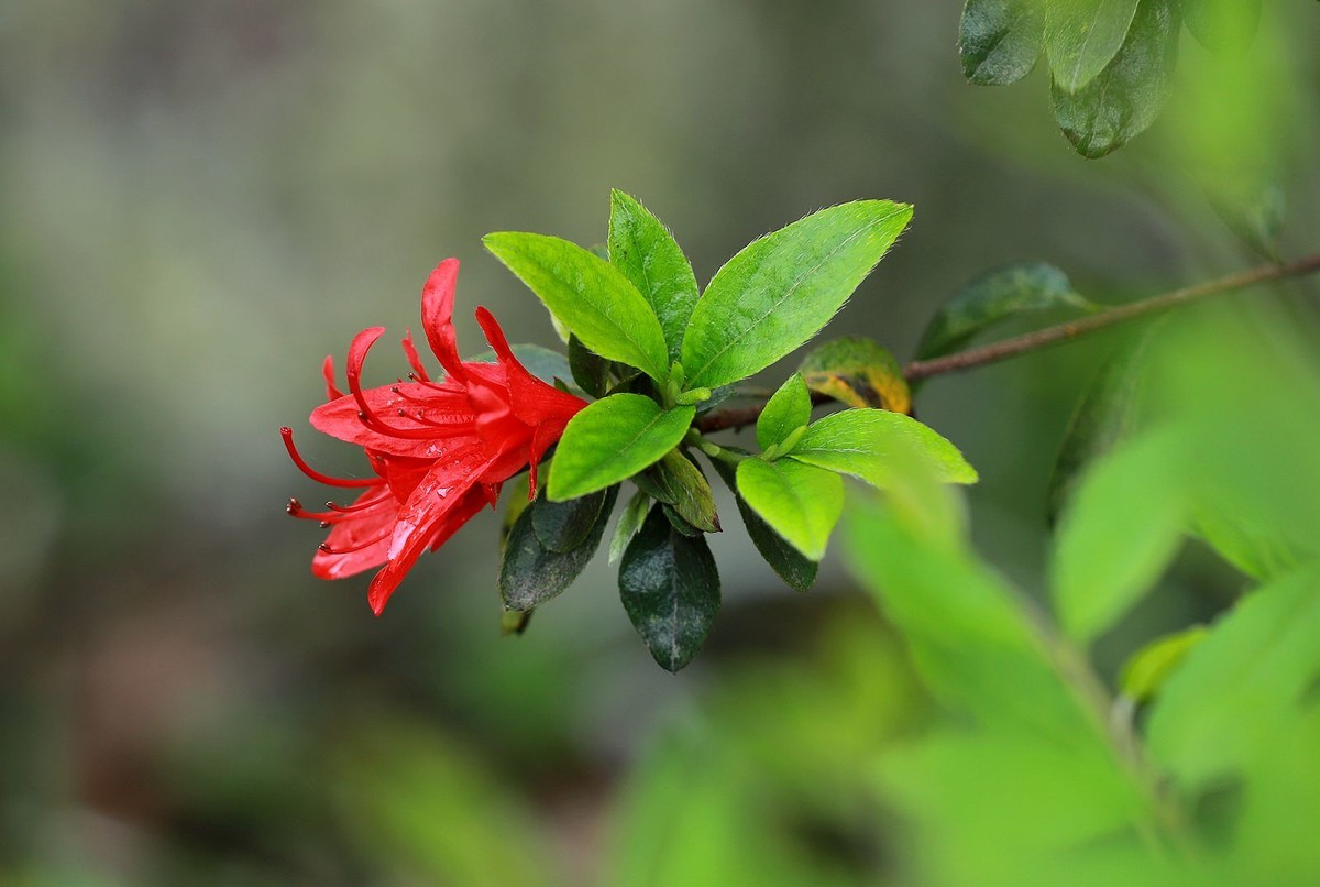 绣山公园杜鹃花花展