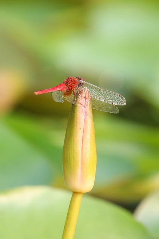 虹湾公园5----红蜻蜓