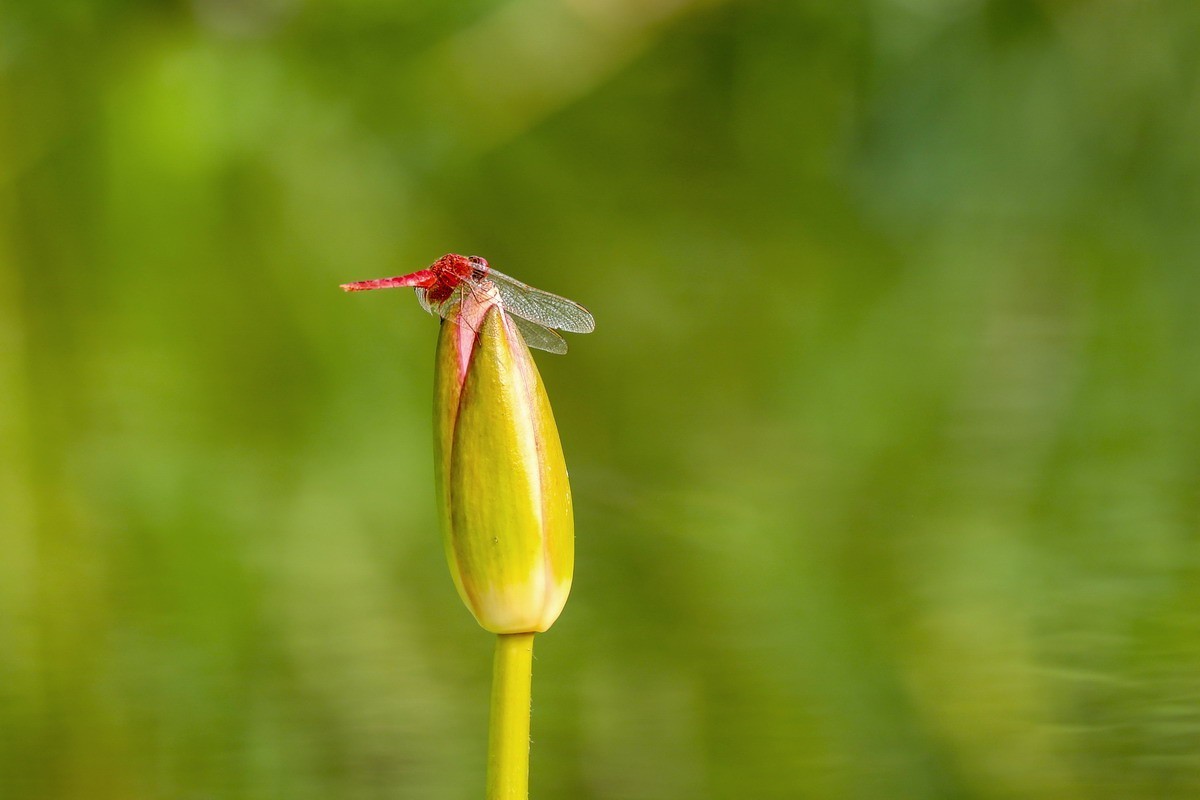虹湾公园5----红蜻蜓