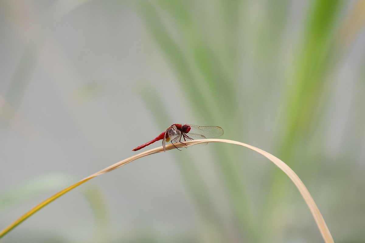 虹湾公园5----红蜻蜓