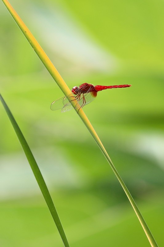 虹湾公园5----红蜻蜓